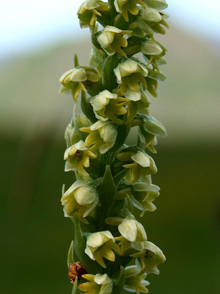 Pseudorchis albida dal Passo Giau